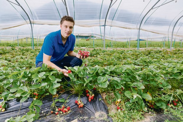 Bioproduzent Ramon Staubli erreicht heute bereits einen Anteil von 5 Prozent am Schweizer Bio-Erdbeermarkt. Der gelernte Obstbaufachmann gründete vor zwei Jahren die «Ramons Biofrüchte GmbH».(Bild zVg)