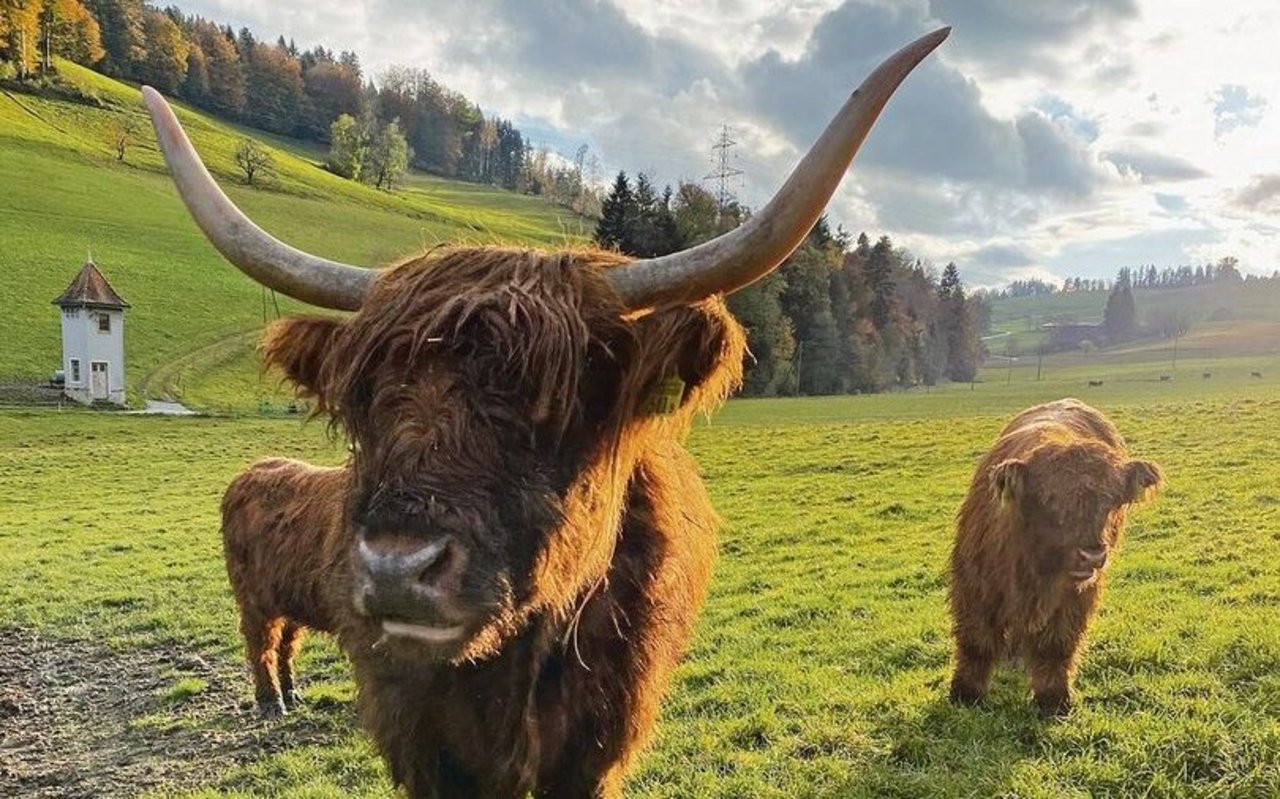 Beim Besuch Anfang November war die Herde noch auf der Weide. Mittlerweile sind sie auf dem Winterplatz.