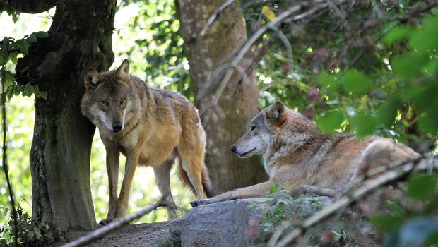 Im St. Galler Rheintal sollen derzeit bis zu drei Wölfe unterwegs sein, (Bild Unsplash)