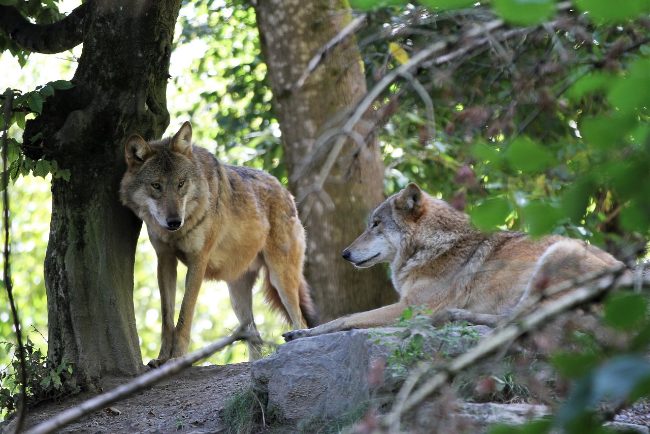 Im St. Galler Rheintal sollen derzeit bis zu drei Wölfe unterwegs sein, (Bild Unsplash)