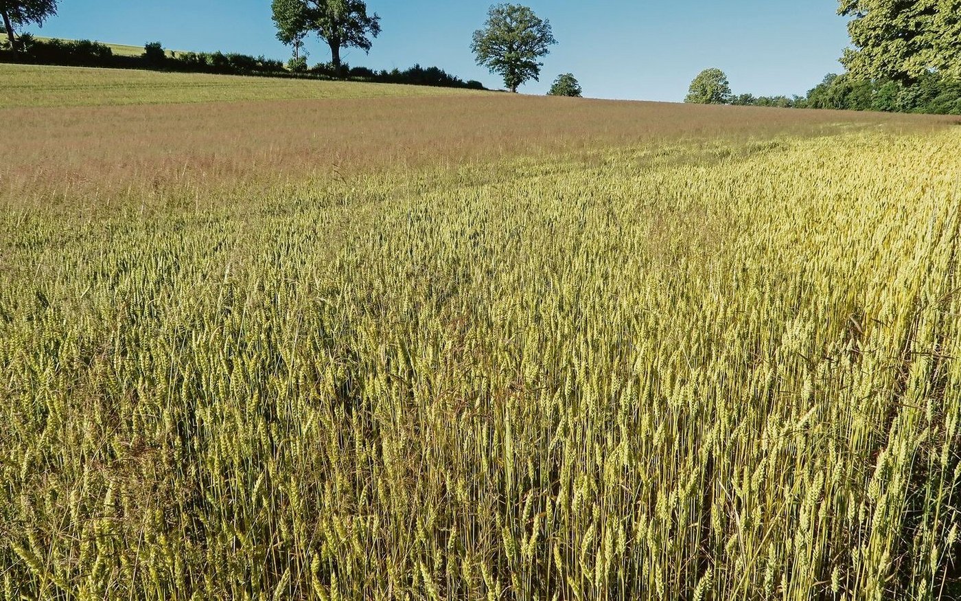 Resistenter Windhalm im Winterweizen. 