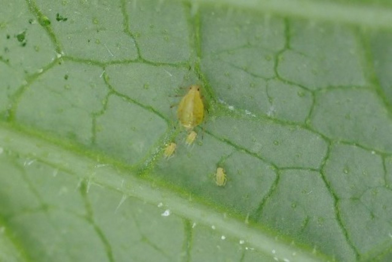 Kolonie der Grüngefleckten Kartoffelblattlaus unterseits an einem Gurkenblatt. (Bild R. Total, Agroscope)