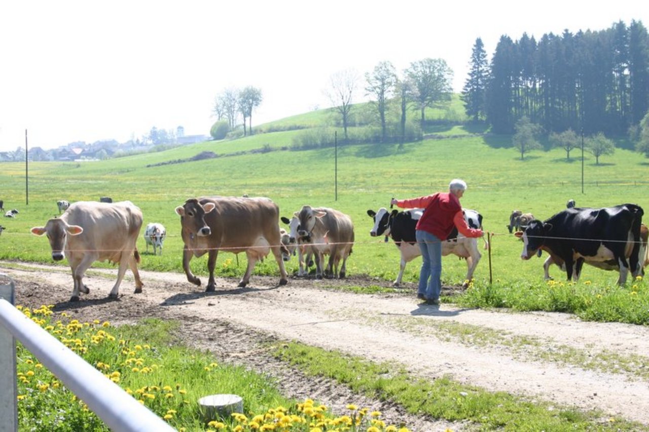 Zukünftig sollen für «Swissmilk Green»-Produzenten Ausnahmen bei der Grundanforderung nach BTS und RAUS möglich sein. (Bild BauZ)