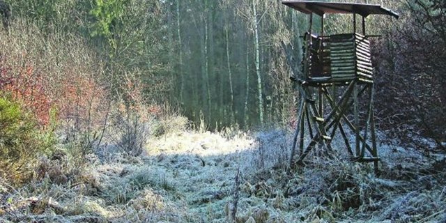 Die Kompetenzverschiebung zu den Kantonen verkürze die Entscheidungswege und erhöhe die Wirksamkeit der Regulierungsmöglichkeiten von schadenstiftenden Tieren, heisst es in einer Mitteilung des Vereins Lebensraum Schweiz ohne Grossraubtiere. (Bild Pixelio)