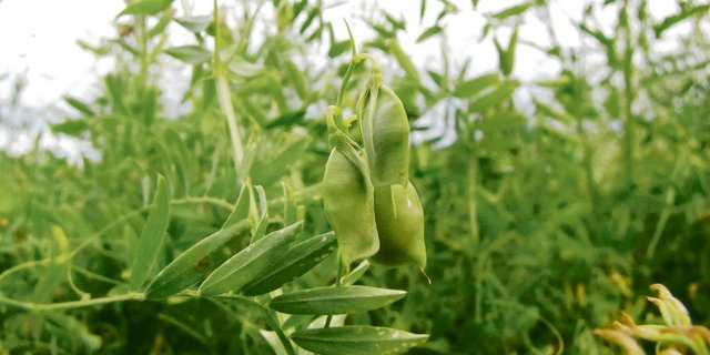 Kein anderes pflanzliches Lebensmittel enthält so viel Protein wie Hülsenfrüchte (im Bild Linsenpflanze). Als Fleischersatz sind sie vor allem bei Vegetariern und Veganern stark gefragt. (Bild Biofarm)