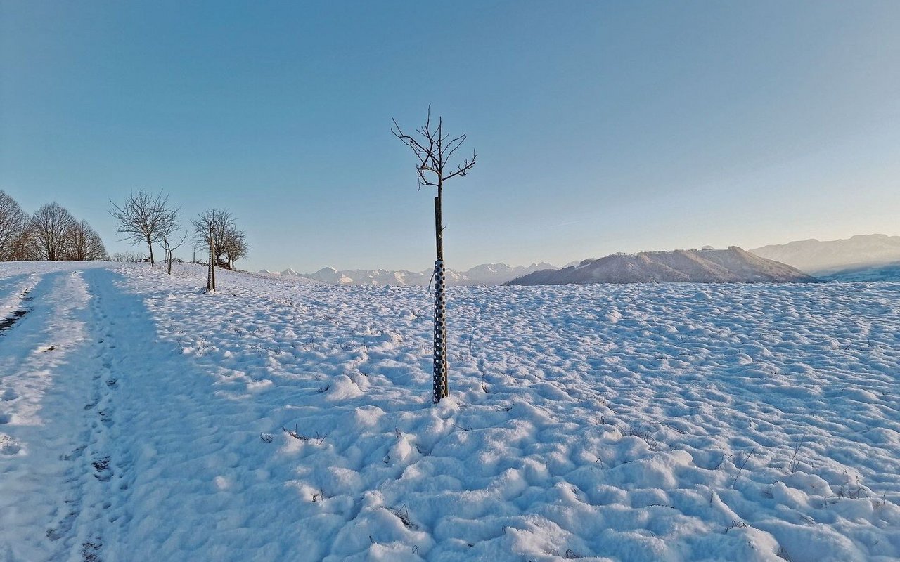 Dieser junge Baum hat kaum Platz für Schnee auf seinen dünnen Ästchen. Seine Zeit wird noch kommen.