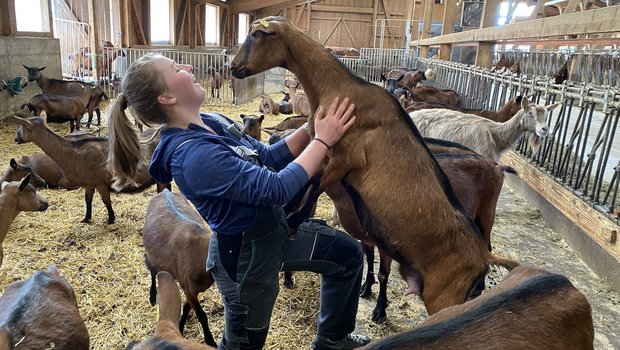 Die Zucht der gämsfarbenen Gebirgsziegen ist eine Art Familien-Hobby, sagt Deborah Beer. Ziegen sind neben Kühen ihre Lieblingstiere. (Bilder jsc)