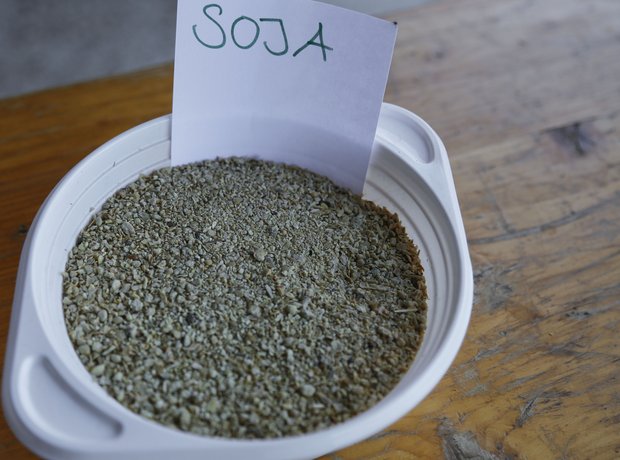 Soja-Importe sind in der Bevölkerung umstritten. Auch deshalb stammt immer mehr Soja aus Europa. (Bild ji)