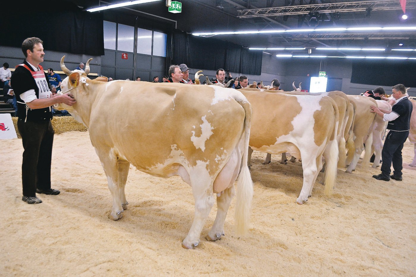 Sie wurde an der Reinzuchtausstellung 2015 Klassensiegerin in der ältesten Kategorie: Pippo Ilona von Hans Gerber, Schangnau BE. (Bilder pf)