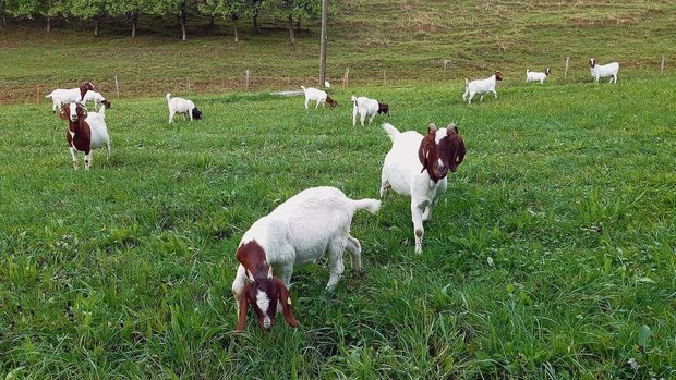Ziegen auf der Herbs Ziegen auf der Herbstweide. Vor allem in üppigen Beständen besteht die Gefahr der Stoffwechselstörung Pansenalkalose.