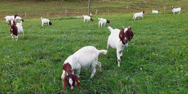 Ziegen auf der Herbstweide. Vor allem in üppigen Beständen besteht die Gefahr der Stoffwechselstörung Pansenalkalose.