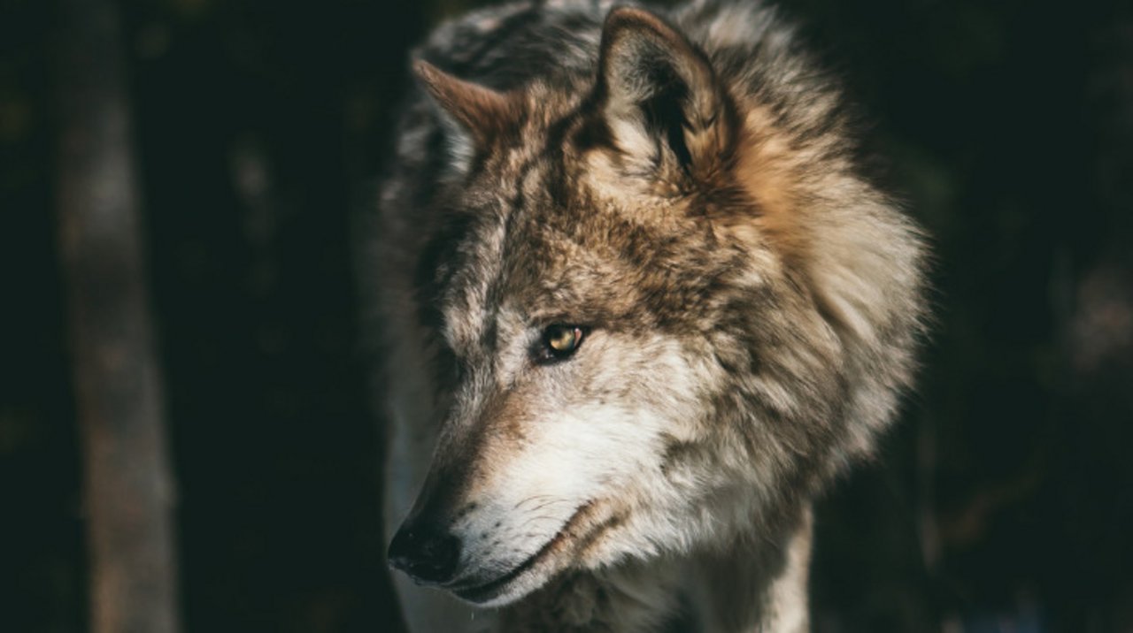 Die Meldungen über Wolfsrisse häufen sich - der Berner Bauernverband fordert zur Handlung auf. (Bild Unsplash)