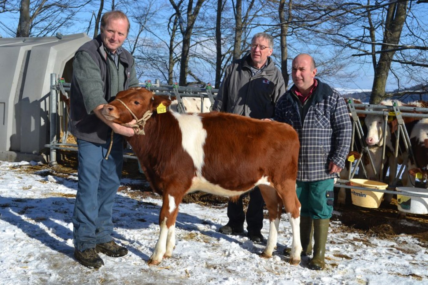 Sire Analyst Hansueli von Steiger (Mitte) beim begutachten eines Stieres bei den Gebr. Delabays in Le Châtelard-p-Romont FR. (Bild Peter Fankhauser)