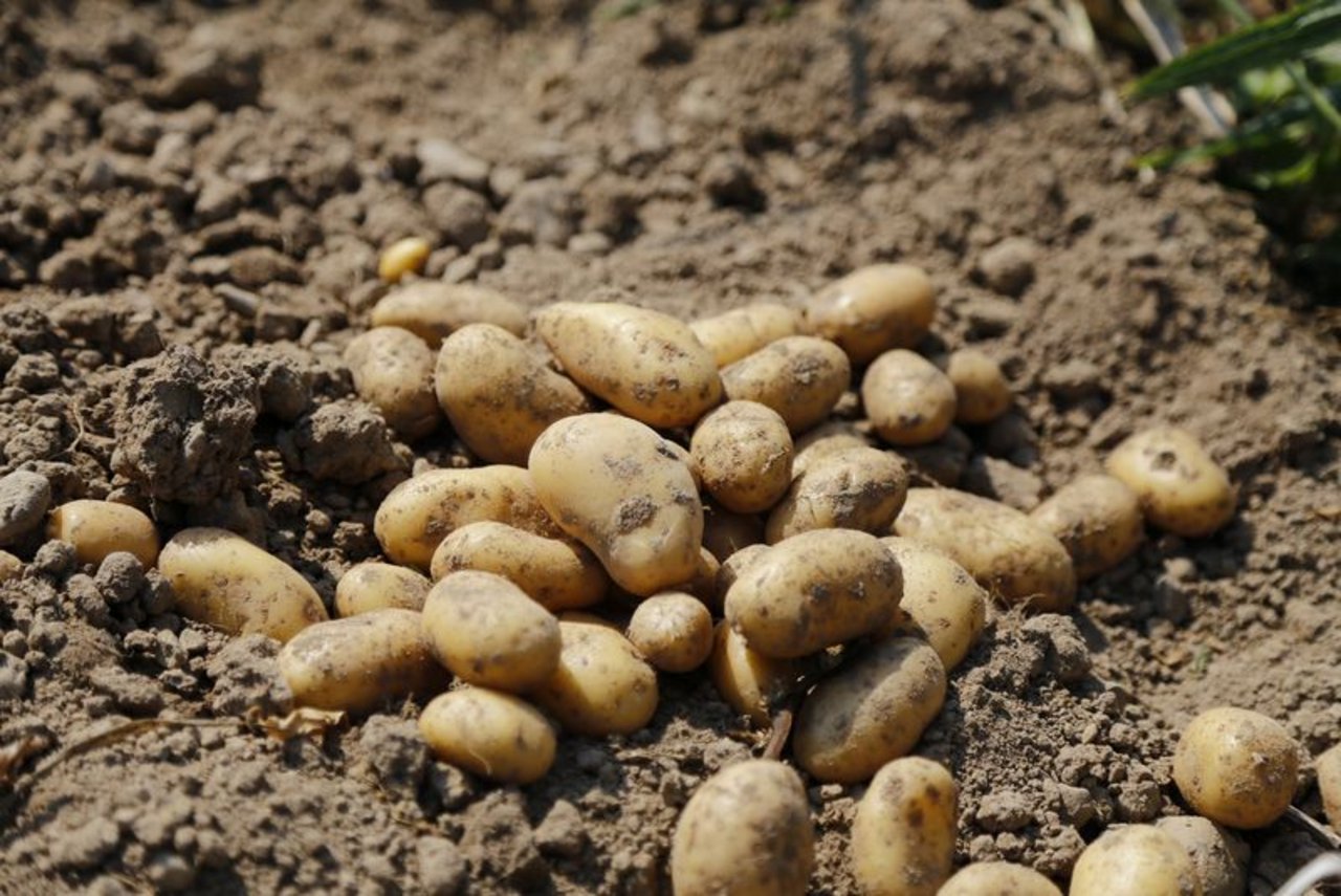 Die zarten Kartoffeln sind aus der Frühsommerküche kaum wegzudenken. (Bild ji)