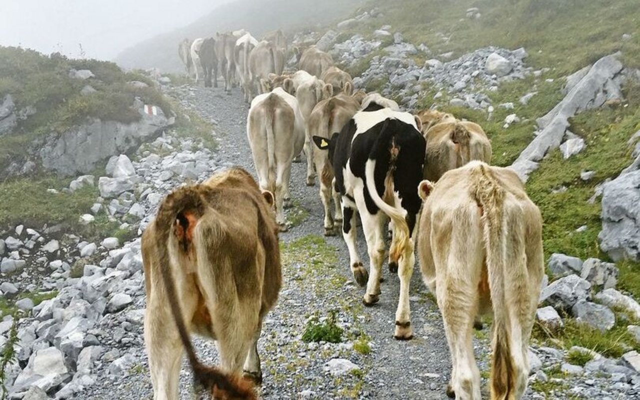 Neu gibt es einen Zuschlag für den Herdenschutz, der für Schafe, Ziegen und bis 1-jähriges Rindvieh gilt. 