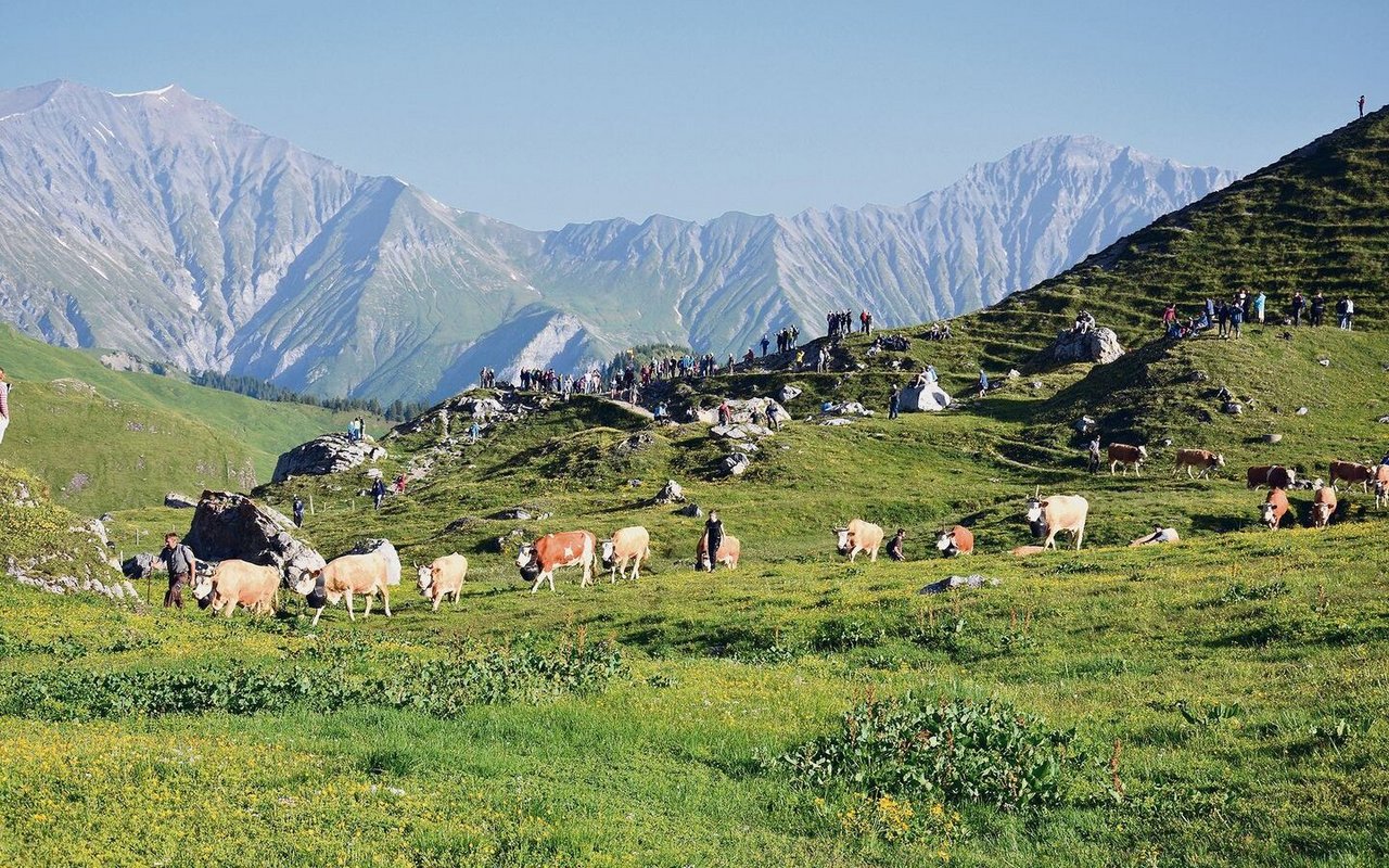 Stolz marschiert Abraham Aellig vorneweg, seine Kühe hinterher. Bis zu ihrer Alphütte müssen sie noch ein wenig laufen. 
