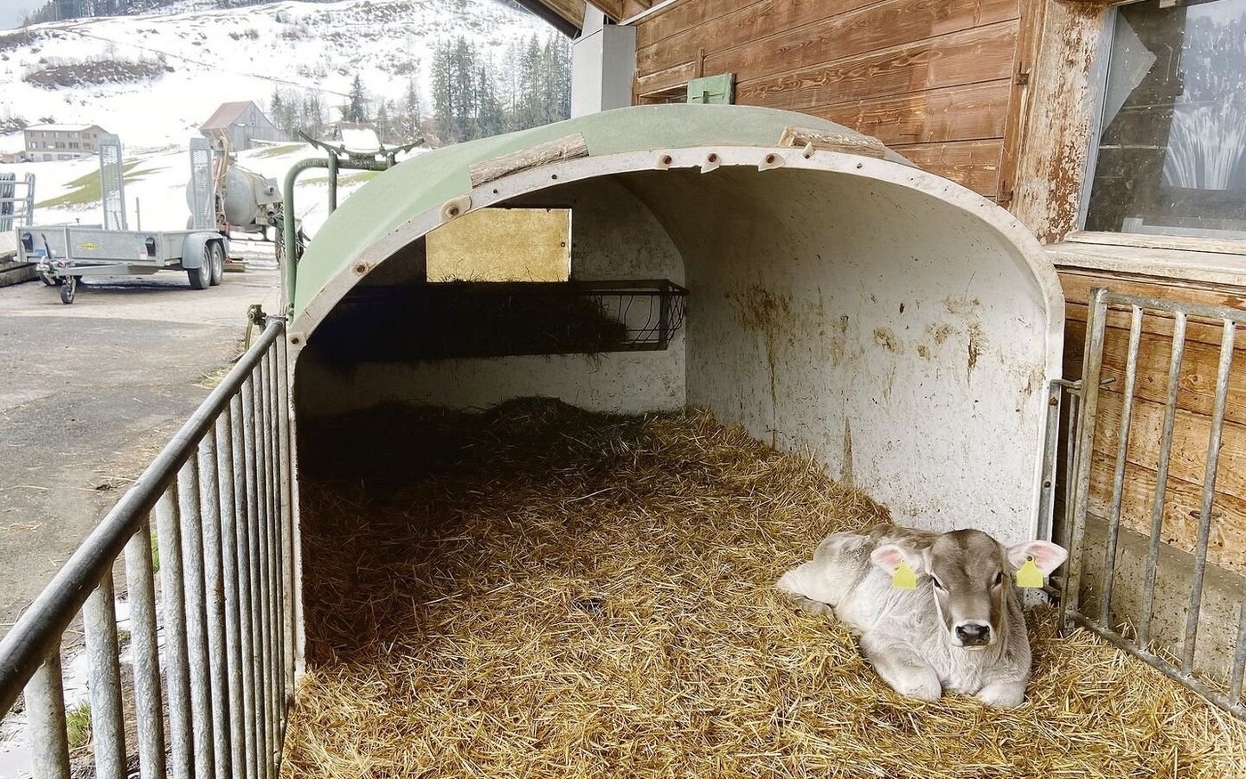 RAUS-Anforderung selbst für die jüngsten Kälber könne gemäss einer Studie negative gesundheitliche Auswirkungen haben.  