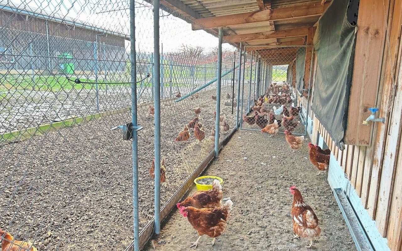 Der Hühnerstall für 740 Legehennen ist 33 m lang und in fünf Abteile unterteilt. Jedes Huhn nutzt den Auslauf. 