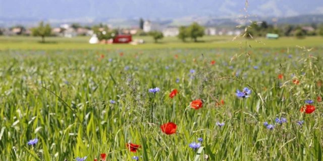 Die Berner Bio-Produktion entwickelt sich nur durchschnittlich, so der Berner Volkswirtschaftsdirektor Christoph Ammann. (Bild lid)