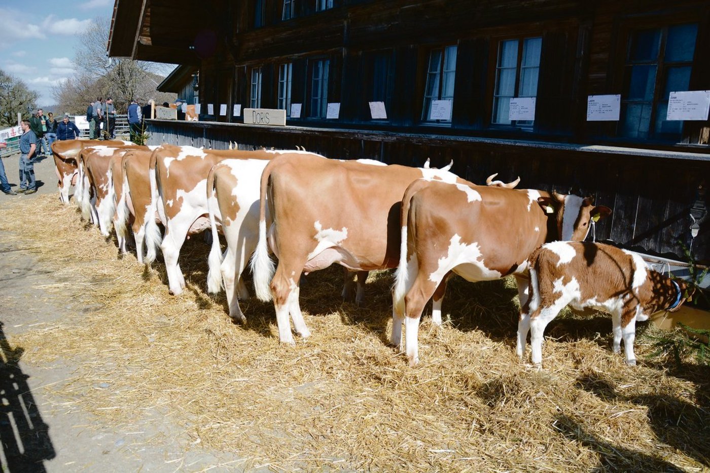 Zuchtfamilienschauen sind immer wieder ein Höhepunkt. Diese finden erst nächstes Jahr wieder statt.(Bilder Simone Barth und Braunvieh Schweiz)