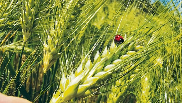 Bei den Futtergetreideproduzenten gibt es aktuell wenig Anlass zu Glücksgefühlen. Mangels Wirtschaftlichkeit geben viele auf.