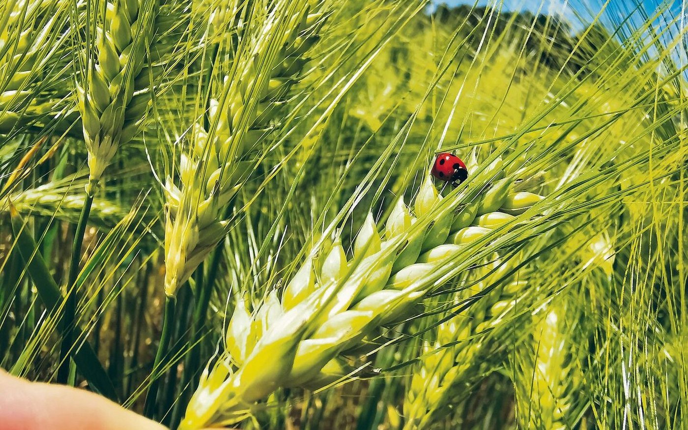 Bei den Futtergetreideproduzenten gibt es aktuell wenig Anlass zu Glücksgefühlen. Mangels Wirtschaftlichkeit geben viele auf.
