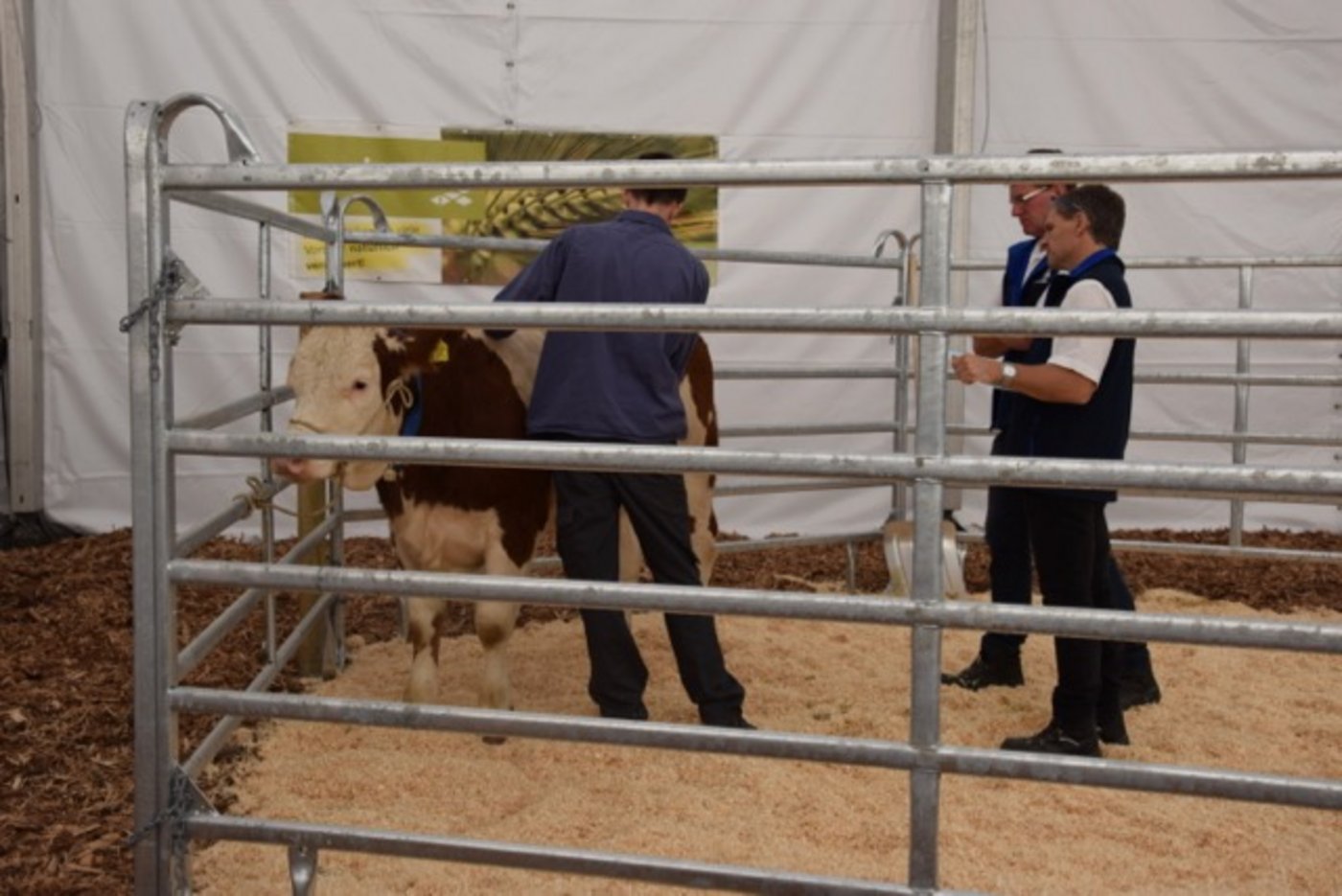 Marc Aebi bewertet ein Rind nach CH-TAX.