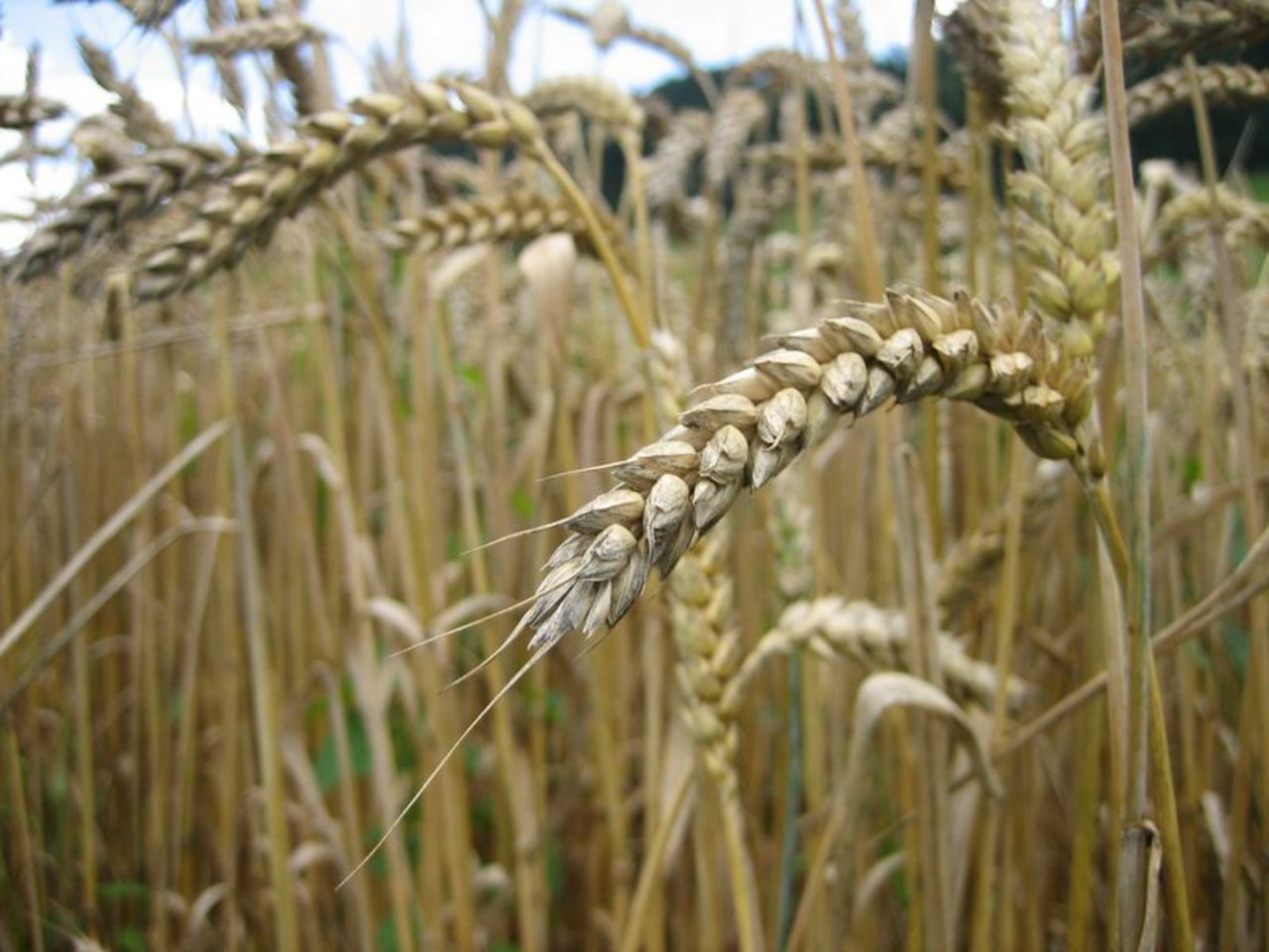  Insbesondere Weizen verzeichnete bei den Exportwerten eine Erhöhung. (Bild lid) 