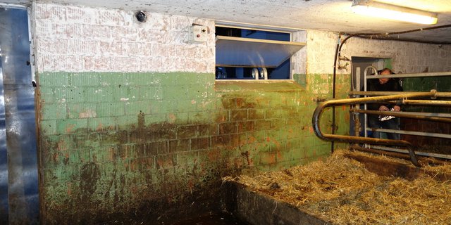 An der Stallwand sind schemenhaft die Umrisse eines Rindes sichtbar. Die abblätternde Farbe enthielt PCB als Weichmacher und führte zu belastetem Fleisch. (Bild Markus Zennegg / Empa)