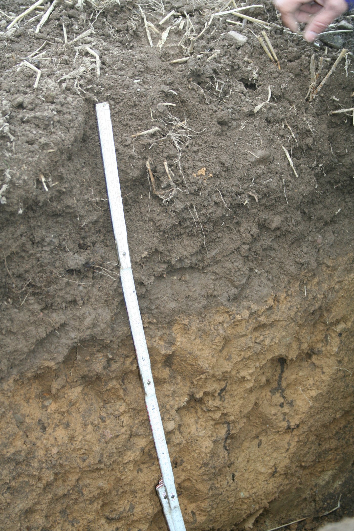 Ein Bodenprofil eines Braunerdebodens mit Humuswirtschaft – Bodenpflege mit Humuskompost  (Bilder Fredy Abächerli)