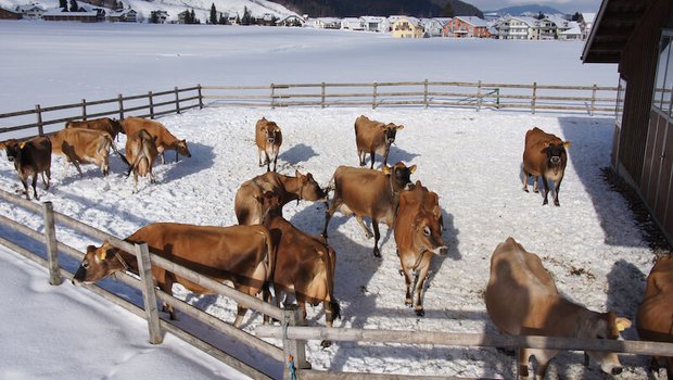 Kalte Tage sind für Kühe kein Problem. Nur bei Nässe und Wind werden sie deutlich kältempfindlicher. (Symbolbild lid)