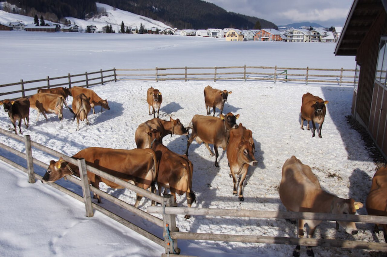 Kalte Tage sind für Kühe kein Problem. Nur bei Nässe und Wind werden sie deutlich kältempfindlicher. (Symbolbild lid)