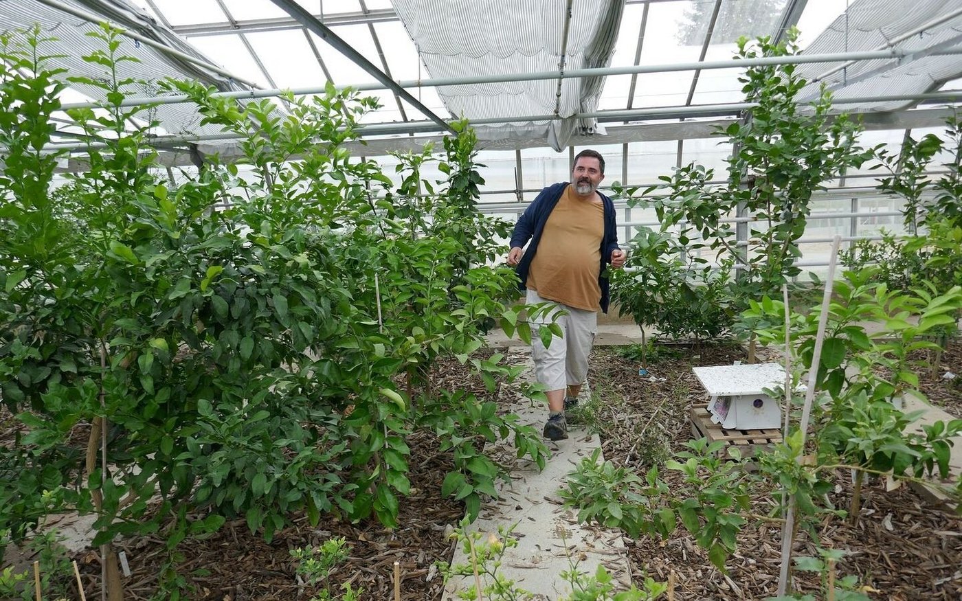 Niels Rodin, der ehemalige Privatbanker, züchtet nun Zitrusfrüchte aus aller Welt. 