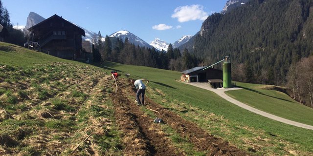Einen Tag lang arbeiteten vier Freiwillige im Diemtigtal mit. (Bild zVg)