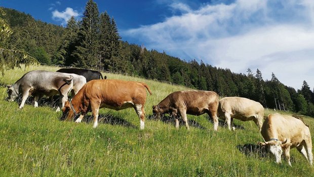 Durch einen höheren GVE-Faktor für Rinder könnte der Mindest-tierbesatz mit weniger Tieren erreicht werden.