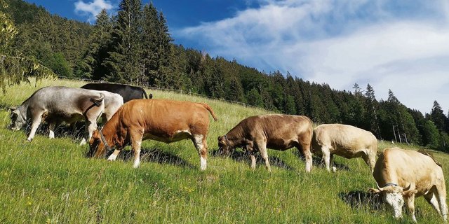 Durch einen höheren GVE-Faktor für Rinder könnte der Mindest-tierbesatz mit weniger Tieren erreicht werden.