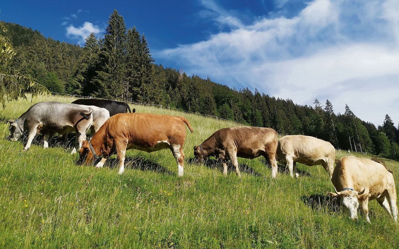 Durch einen höheren GVE-Faktor für Rinder könnte der Mindest-tierbesatz mit weniger Tieren erreicht werden.