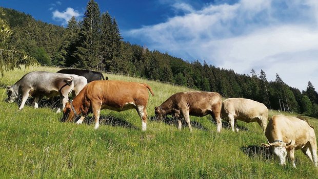 Durch einen höheren GVE-Faktor für Rinder könnte der Mindest-tierbesatz mit weniger Tieren erreicht werden.