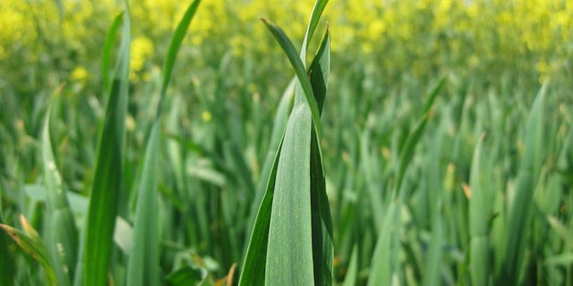 Die neuste Ernte-Prognose von Swiss Granum fällt ähnlich aus wie bereits im März. (Bild Swiss Granum)