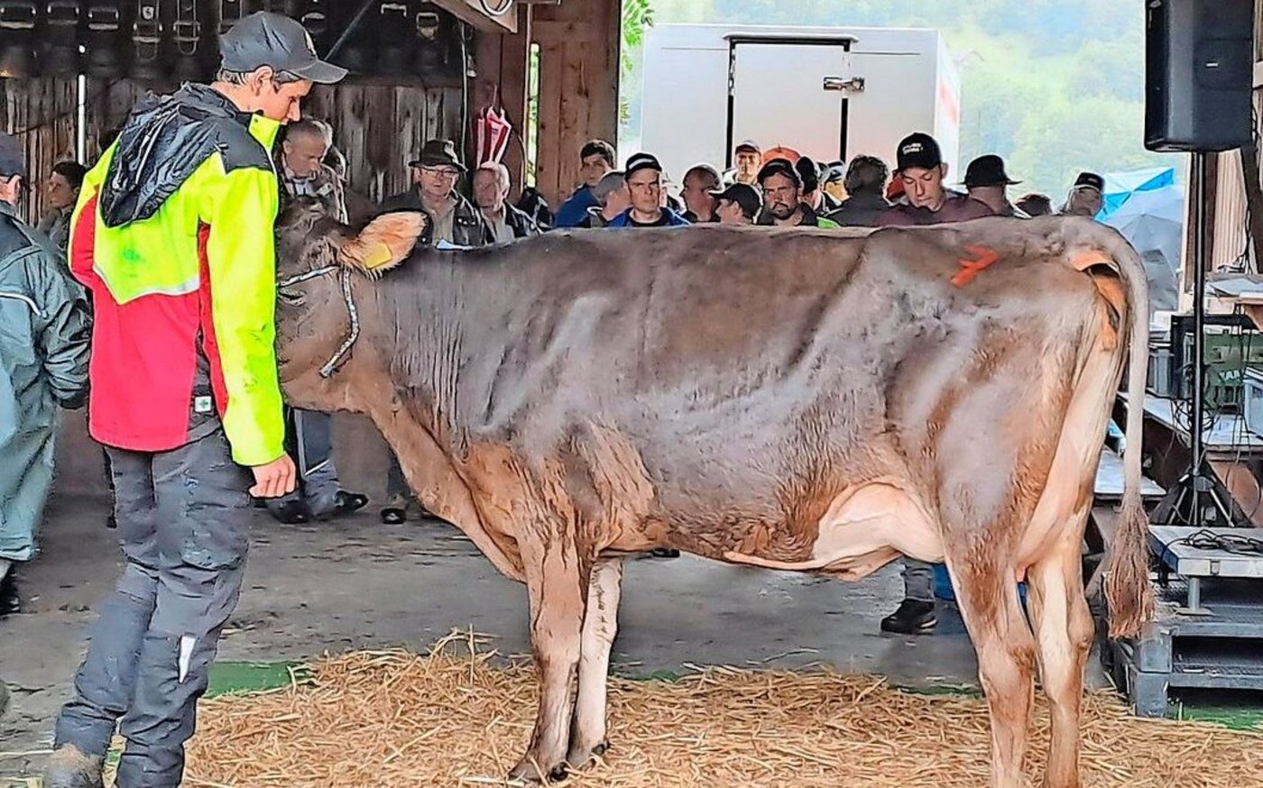 Eine frischgekalbte Erstmelkkuh aus dem Calvin-Sohn Canyon fand für 4100.- Franken einen neuen Besitzer.