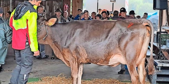 Eine frischgekalbte Erstmelkkuh aus dem Calvin-Sohn Canyon fand für 4100.- Franken einen neuen Besitzer.