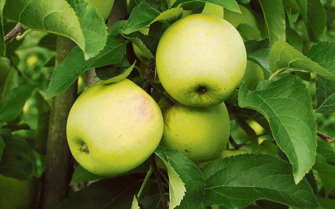 Golden Delicious ist genetisch ein gelbschaliger Apfel, der an den sonnenexponierten Stellen leicht rote Bäckchen entwickeln kann.
