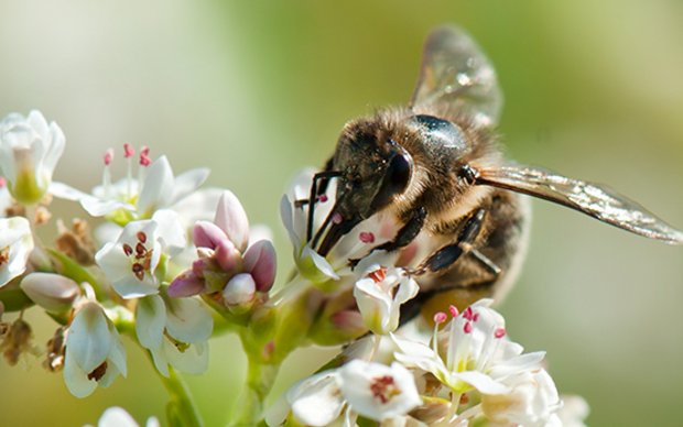 Studie: Blühstreifen sorgen bei Wildbienen für mehr Nachkommen Wildbienen leisten laut Agroscope in etwa gleich viel wie Honigbienen, wenn es um die Bestäubung landwirtschaftlicher Kulturen geht. (Bild Agroscope)