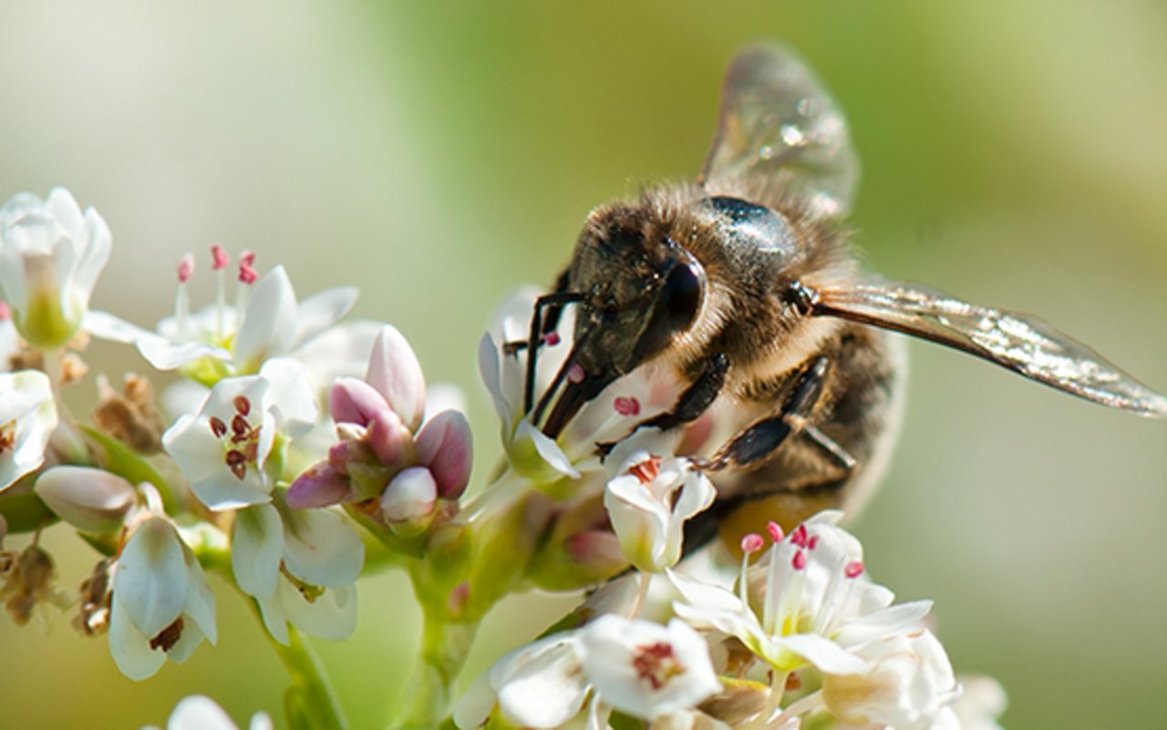 Wildbienen leisten laut Agroscope in etwa gleich viel wie Honigbienen, wenn es um die Bestäubung landwirtschaftlicher Kulturen geht. (Bild Agroscope)