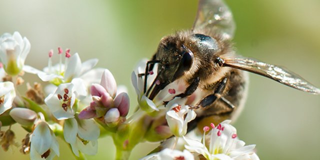 Wildbienen leisten laut Agroscope in etwa  gleich viel wie Honigbienen, wenn es um die Bestäubung landwirtschaftlicher Kulturen geht. (Bild Agroscope)