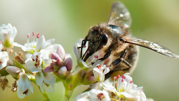 Wildbienen leisten laut Agroscope in etwa gleich viel wie Honigbienen, wenn es um die Bestäubung landwirtschaftlicher Kulturen geht. (Bild Agroscope)