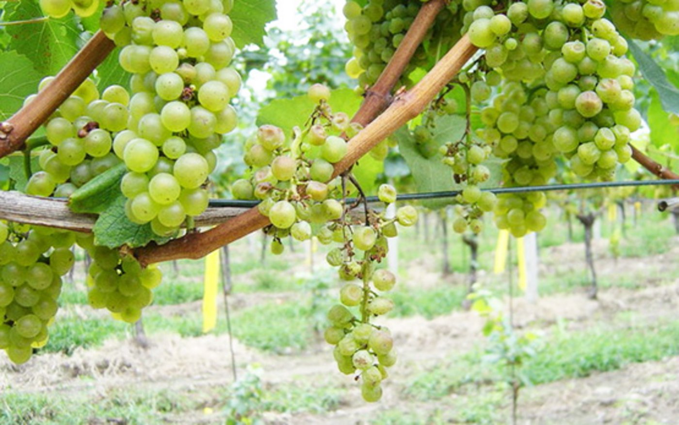 Die Symptome der GGV sind unspezifisch und die Diagnose daher schwierig. (Bild Agroscope)