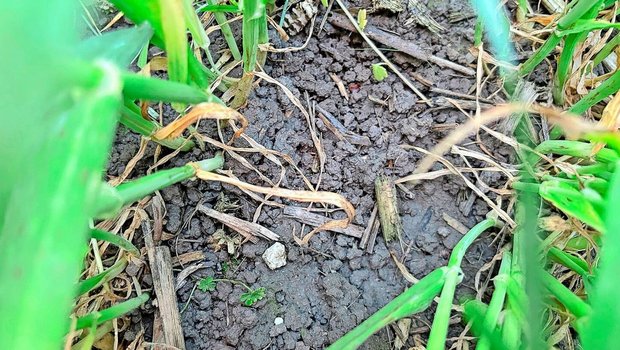 Von Ernterückständen Von Ernterückständen ist in der Gerste kaum mehr etwas zu sehen: Das Material wurde grossmehrheitlich zersetzt, samt allfälliger Pilzsporen.