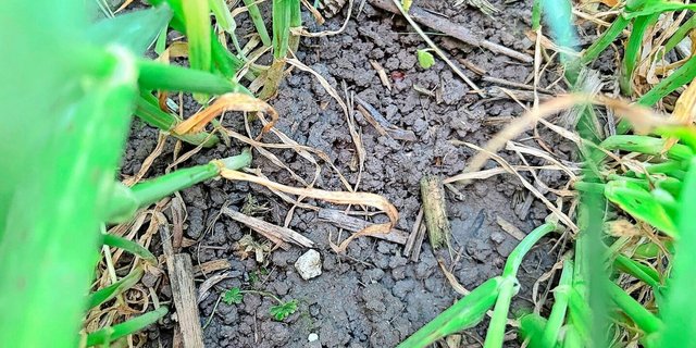 Von Ernterückständen ist in der Gerste kaum mehr etwas zu sehen: Das Material wurde grossmehrheitlich zersetzt, samt allfälliger Pilzsporen.