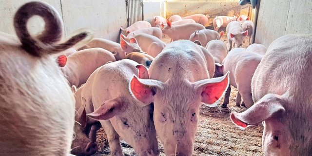 Gute Leistungen im Maststall sind mit allen drei verfügbaren Vaterlinienrassen möglich.